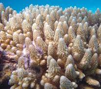 Click to open image!