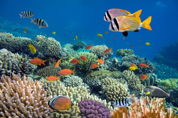 Discover the Beauty of The Red Sea &quot; Hurghada&quot;